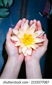 woman hands holding beautiful lotus flower 
