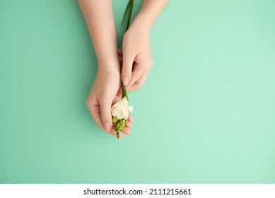 Woman Hands Holding Delicate Soft White Exotic Flower