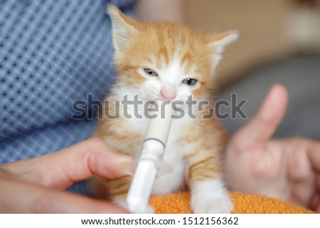 Woman hands holding and feeding a cute ginger kitten with a syringe