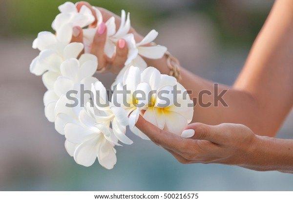 白いプルメリアの花レイの花柄を持つ女性の手 ハワイ島での歓迎 プルメリアの花 の写真素材 今すぐ編集