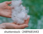 Woman hands Holding Fluffy White Cottonwood Seeds Outdoors. Poplar fluff is the cause of seasonal allergies.