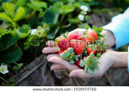 Woman hands holding fresh strawberries an organic strawberry farm in the morning.