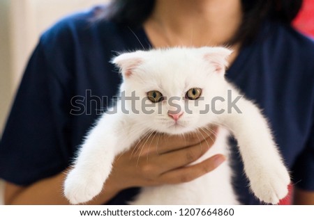 Woman hands holding her little cat scottish white fluffy cute animal