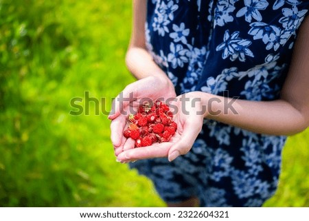 Woman hands holding many red wild alpine strawberries berries picking foraged in North Carolina blue ridge mountains growing as healthy wild edible foraging
