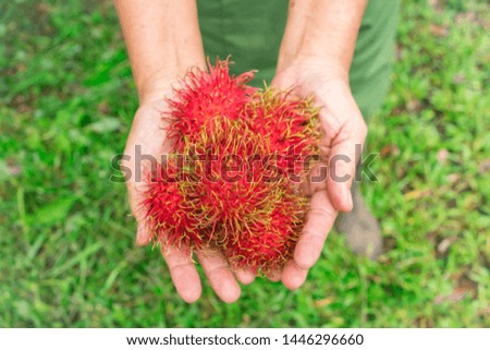 Woman hands holding rambutan. Rambutan fruit in woman hands. Closeup. Thailand fruit.