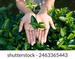 Woman hands holding tea leaves at organic tea plantation in the morning. People tourist enjoy outdoor lifestyle travel nature farm and learning to harvesting tea leaves in Chiang mai, Thailand.