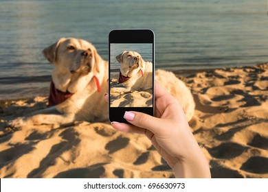 Woman Hands With Mobile Cell Phone To Take A Photo Of Labrador Dog Lying On The Beach