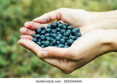 Woman hands with palm full of ripe blueberries