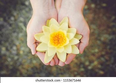 Woman hands palms hold tenderly large picked yellow water lily blossom. Nymphaea alba, also known as the European water lily, water rose or nenuphar. Inner peace concept.