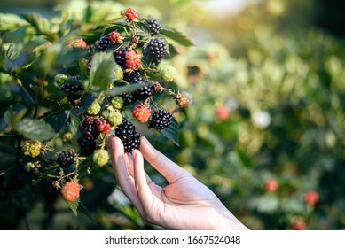 woman hands picking blackberry and raspberry in the garden fruit farm