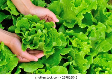 woman hands picking green lettuce in vegetable garden  - Powered by Shutterstock