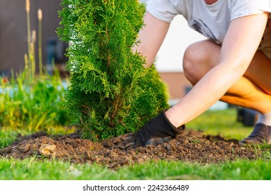 a woman hands plants a thuja, planting a coniferous tree thuja. woman planting thuja in the garden