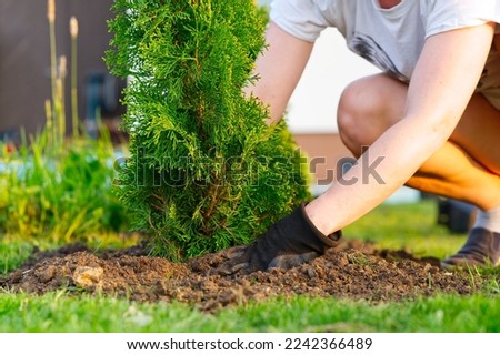a woman hands plants a thuja, planting a coniferous tree thuja. woman planting thuja in the garden