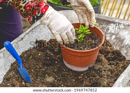 woman hands with plastic gloves planting a chili pepper seedling in a pot on a pile of potting soil in a wheelbarrow
