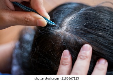 Woman Hands Plucking And Removing Gray Hair From Head.