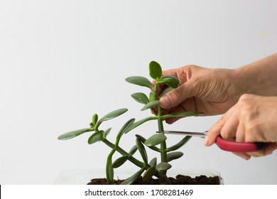 Woman hands pruning branches of crassula ovata for cutting on white background
