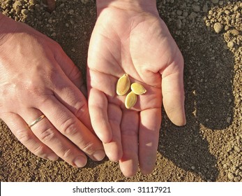 Woman Hands With Pumpkin Seeds