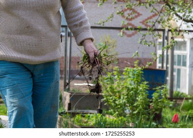 Woman Hands Remove Weeds From Her Strawberry Beds In The Garden