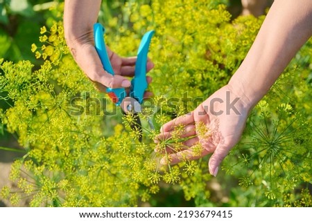 Woman hands with secateurs in garden picking flowering dill plants