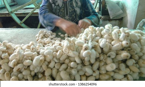 The Woman Hands Sorts The Cocoon Of The Silkworm. Blurred Movements