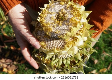 Woman Hands With Stack Of Sunflowers And White Seeds. - Shutterstock ID 2216081781
