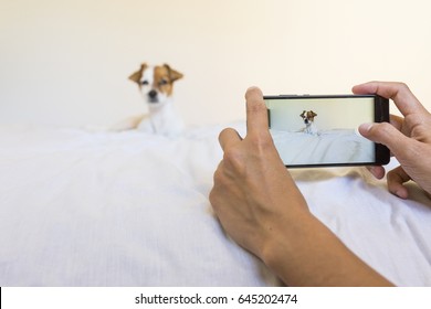 Woman Hands Taking A Picture With A Mobile Phone Of A Cute Young Little Dog Laying On Bed. White Background. Technology. Pets Indoors.