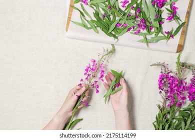 Woman Hands Tear Off Green Leaves From Kipreya Plant Above Fabric Table Background, Fireweed Green Leaf And Flowers On Wooden Tray For Dry. Making Herbal Tea From Natural Wild Plant, Healing Beverage