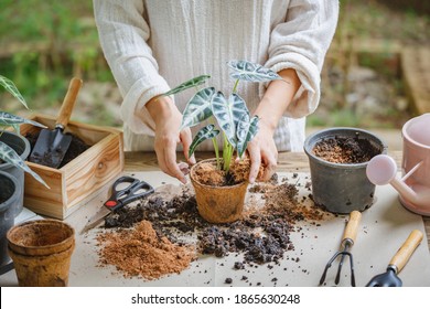 Woman Hands Transplanting Plant Into New Pot Indoor In The Garden, Hobbies And Leisure, Home Gardening, Cultivation And Caring For Indoor Potted Plants. Replanting The Plant Into The Pot.