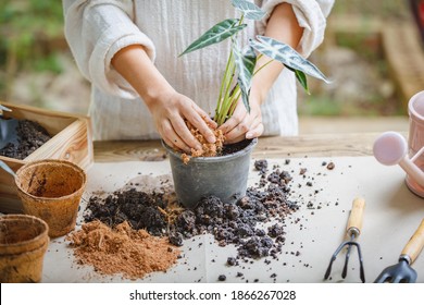 Woman Hands Transplanting Plant Into New Pot Indoor In The Garden, Hobbies And Leisure, Home Gardening, Cultivation And Caring For Indoor Potted Plants. Replanting The Plant Into The Pot.