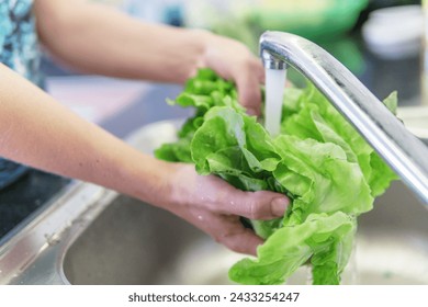 Woman hands washing fresh green iceberg lettuce in a kitchen. Preparing of leaf vegetable. Vegetarian healthy food. Product of organic farming. - Powered by Shutterstock