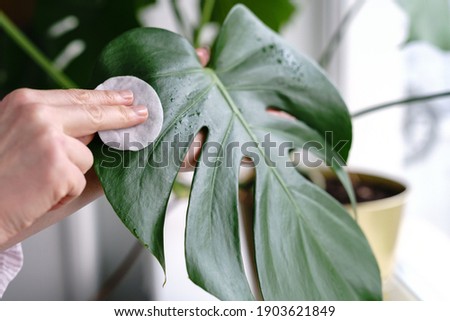 Woman hands wiping the dust from houseplant leaves, taking care of plant Monstera using a cotton pad, moisturizes during heating period, selective focus, close up. Home gardening. 
