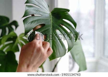 Woman hands wiping the dust from houseplant leaves, taking care of plant Monstera using a cotton pad, moisturizes during heating period, selective focus, close up. Home gardening. 