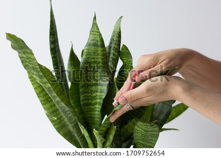 Woman hands wiping dust from Sansevieria leaf on white background