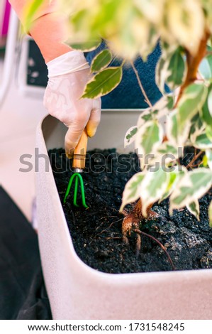 Woman hands working with the plants in the home garden. Raking the ground of the ficus benjamin.