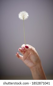 Woman Hans  Holding A Dandelion