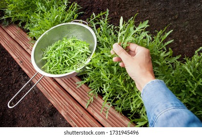 Woman Harvesting Arugula Leaves Plant Growing In The Garden