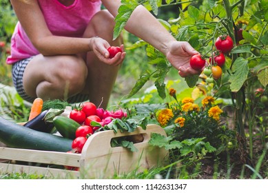 Woman Harvesting Fresh Tomatoes In Her Organic Garden. Homegrown Produce Of Vegetables. Gardener Picking Up Ripe Tomato. Wooden Crate Full Of Vegetables