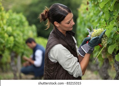 Woman harvesting grapes - Powered by Shutterstock