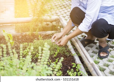 Woman Harvesting Herbal Plants In Herb Garden