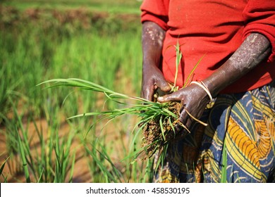 Woman harvesting rice on her field in Rwanda, Africa - Shutterstock ID 458530195