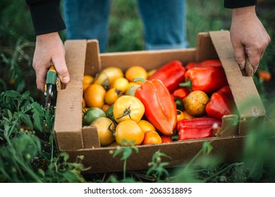 A Woman Harvests A Peppers and tomatoes From Her Garden