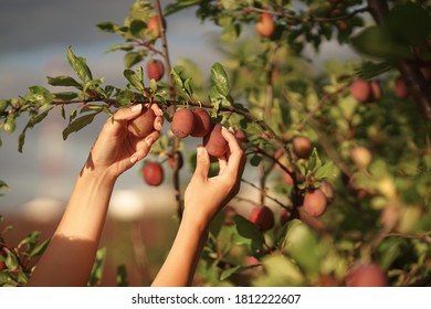 A Woman Harvests Plums From The Tree