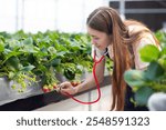 Woman harvests red berries grown in industry farm. Background and banner organic sweet and fresh strawberry in strawberry greenhouse farm