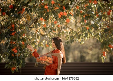 A Woman Harvests Ripe Tangerine Trees. Ripe Citrus Trees.