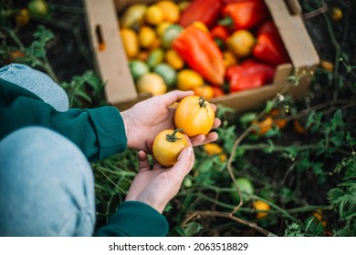 A Woman Harvests tomatoes From Her Garden