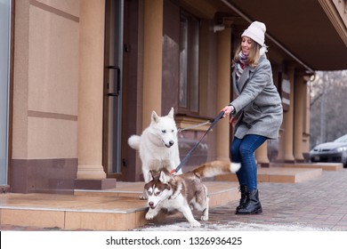 Woman having troubles holding two excited husky dogs on a leash. Naughty dogs pulling on leash. Training dogs problems concept. Copy space