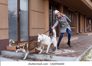 Woman having troubles holding two excited husky dogs on a leash. Naughty dogs pulling on leash. Training dogs problems concept. Copy space