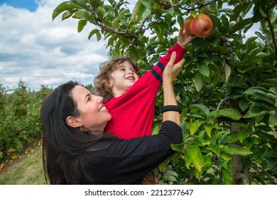 Woman Helps Child Pick Apple From High Branch Fall Apple Picking Apple Trees Seasonal Autumn Apples Mother Son Smiling Happy Warm