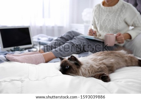 Woman with her cute Balinese cat on bed at home, closeup. Fluffy pet