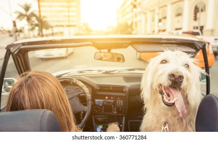 Woman And Her Dog Driving On The Car In Los Angeles. Dog Watching Behind And Enjoying The Wind In The Fur. Animals And People Concept